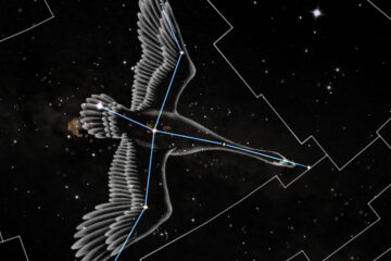 The Constellation Cygnus Swan in flight